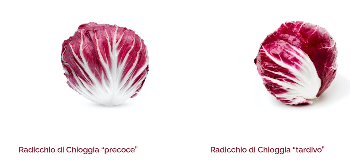 Radicchio di Chioggia IGP, precoce e tardivo - Foto Consorzio di Tutela Radicchio di Chioggia IGP