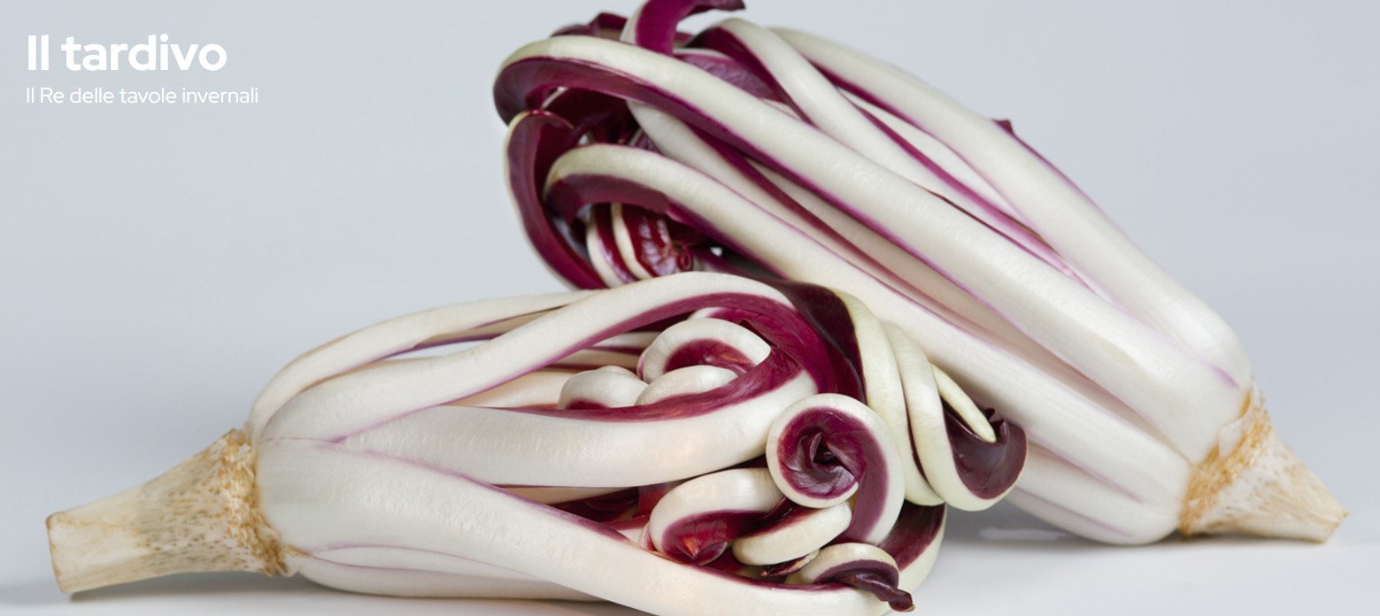 Radicchio rosso di Treviso, il tardivo- Foto Consorzio di Tutela del Radicchio Rosso di Treviso IGP