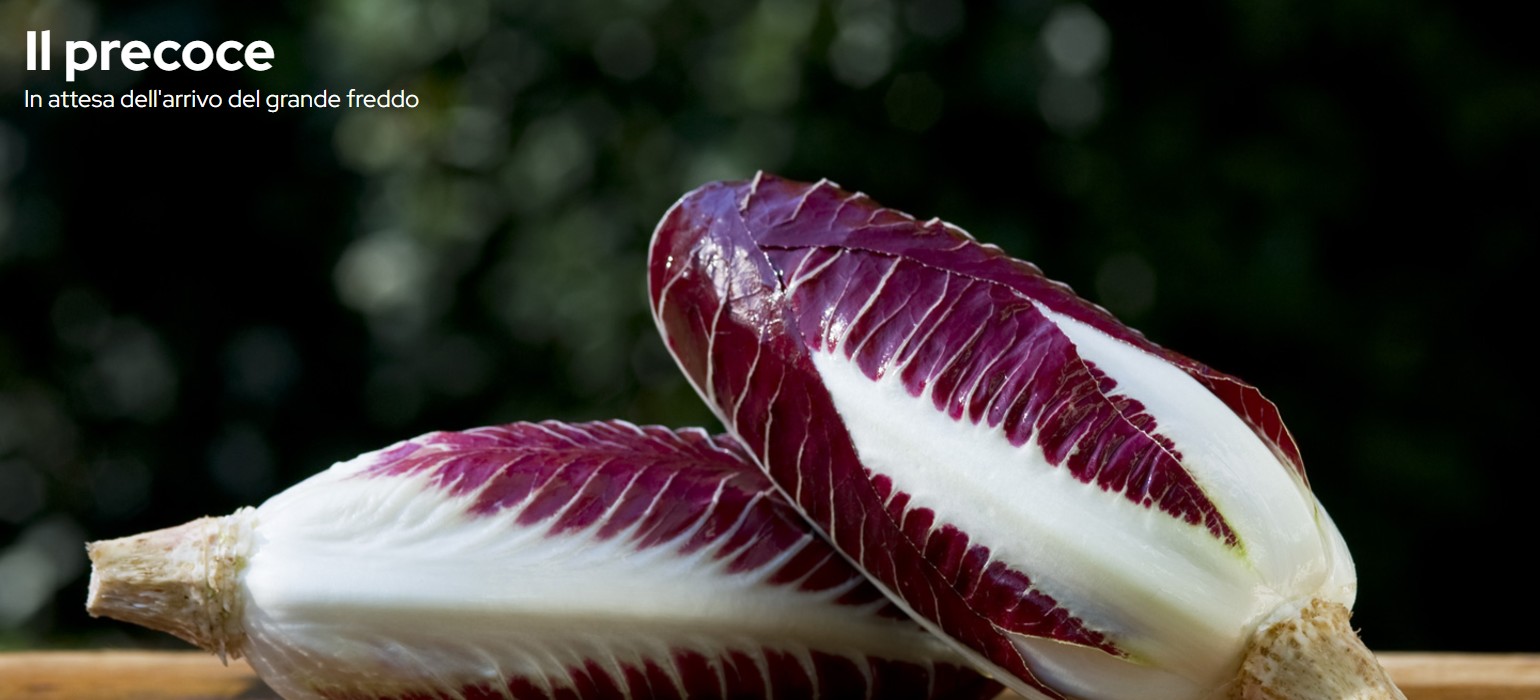 Radicchio rosso di Treviso, il precoce - Foto Consorzio di Tutela del Radicchio Rosso di Treviso IGP