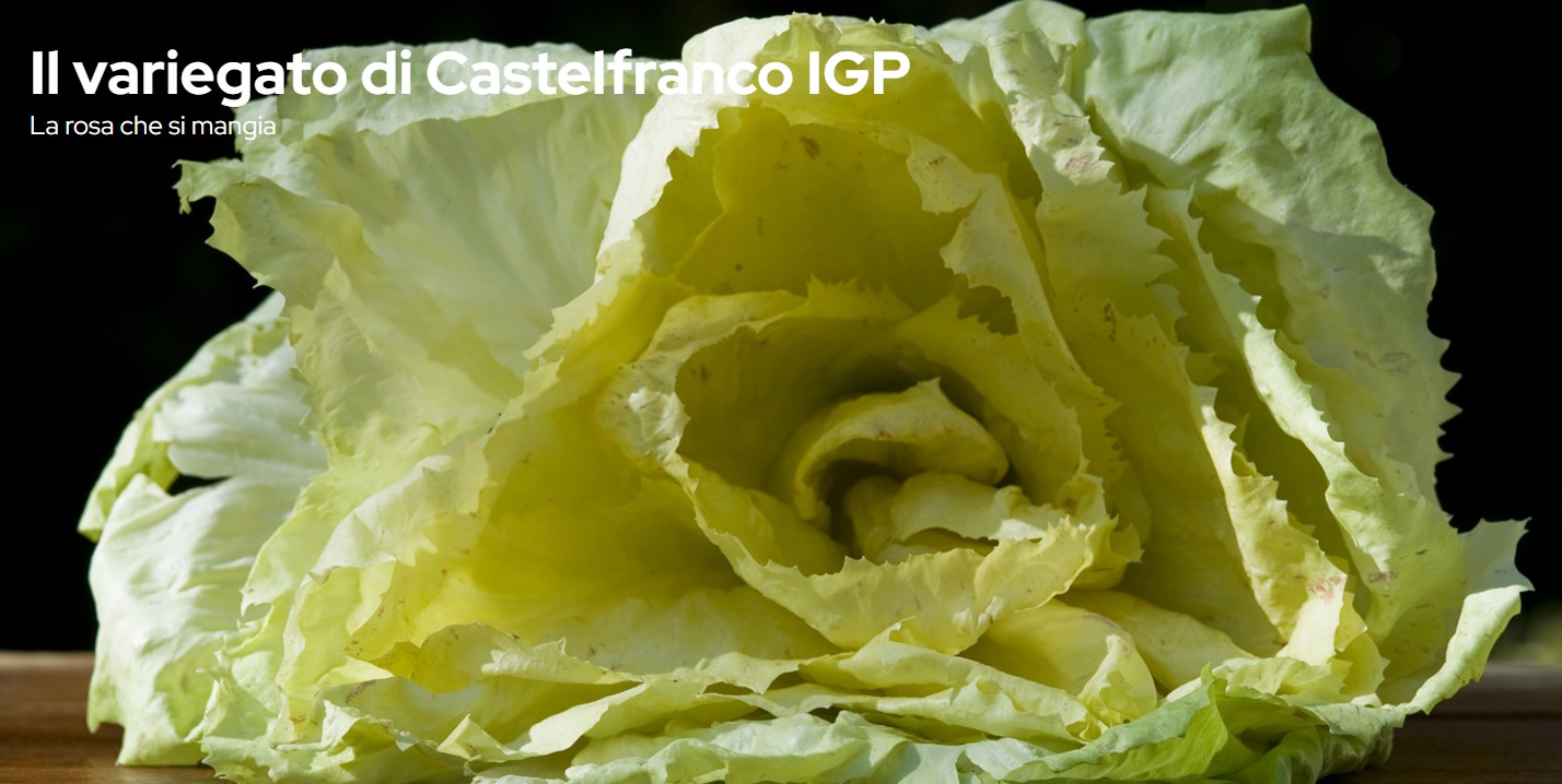 Radicchio variegato di Castelfranco IGP - Foto Consorzio di Tutela del Radicchio Rosso di Treviso IGP e Variegato di Castelfranco IGP